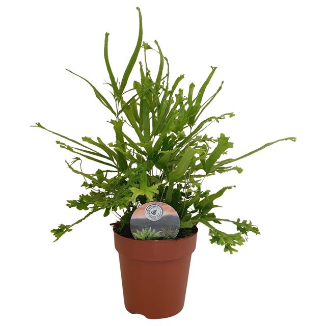 Picture of Pteris cretica roeweri