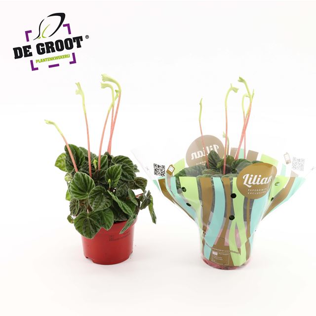 Picture of PEPEROMIA CAPERATA LILIAN
