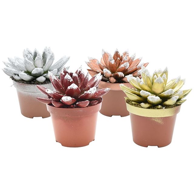 Picture of ECHEVERIA MIRANDA X-MAS DYED+SNEEUW MIX