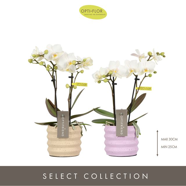Picture of PHALAENOPSIS 02-STEM OPTIFRIEND WHITE IN CERAMIC
