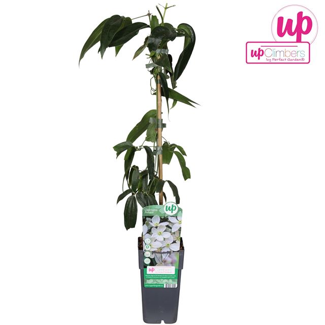 Picture of Clematis armandi