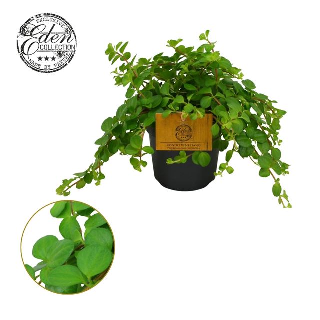 Picture of Peperomia rotundifolia