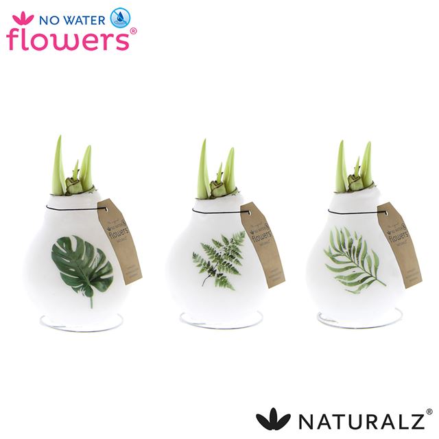 Picture of HIPPEASTRUM NO WATER FLOWERS BOTANICAL MIX