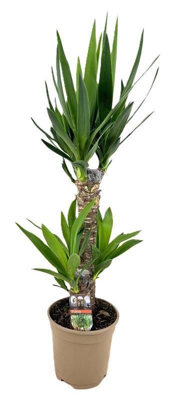 Picture of YUCCA ELEPHANTIPES 045+/20+
