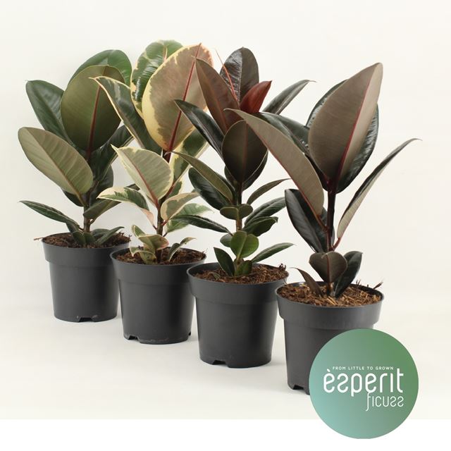 Picture of FICUS ELASTICA MIX