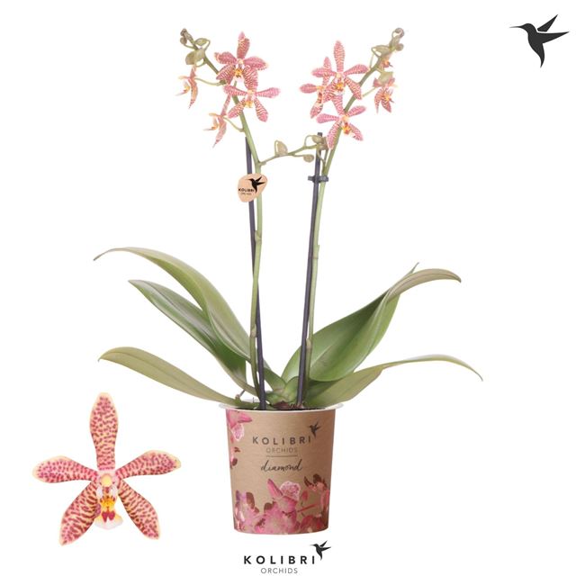 Picture of Phalaenopsis 02-stem kolibri spider orange
