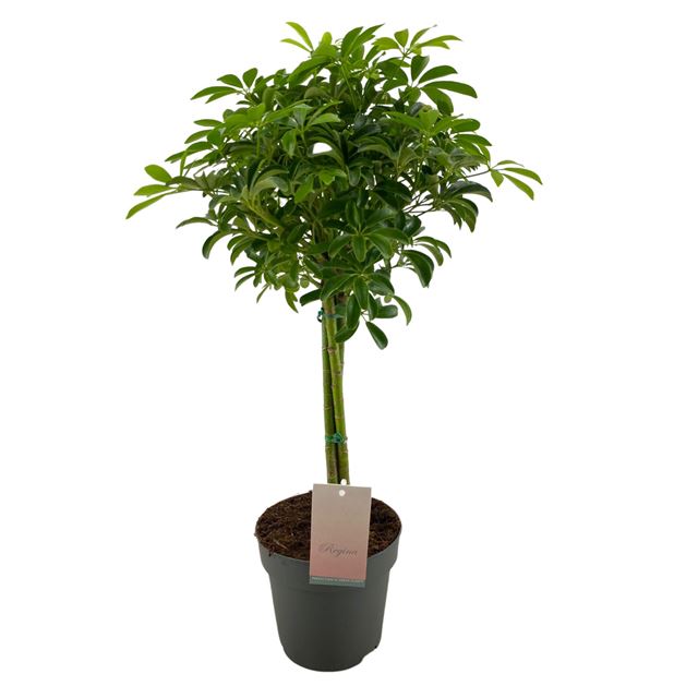 Picture of SCHEFFLERA ARBORICOLA 03-STEM LUSEANA