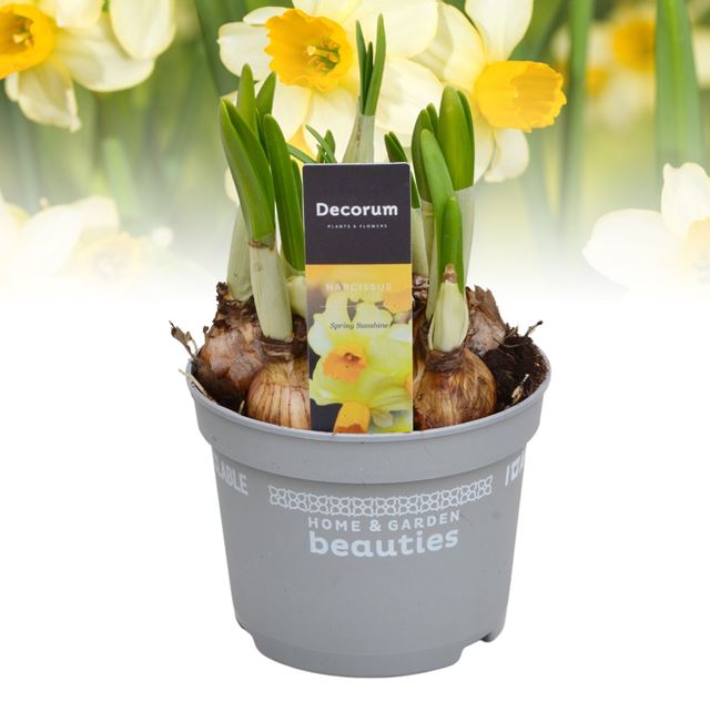 Picture of Narcisus spring sunshine