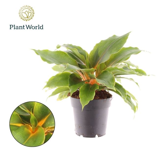 Picture of Chlorophytum green orange
