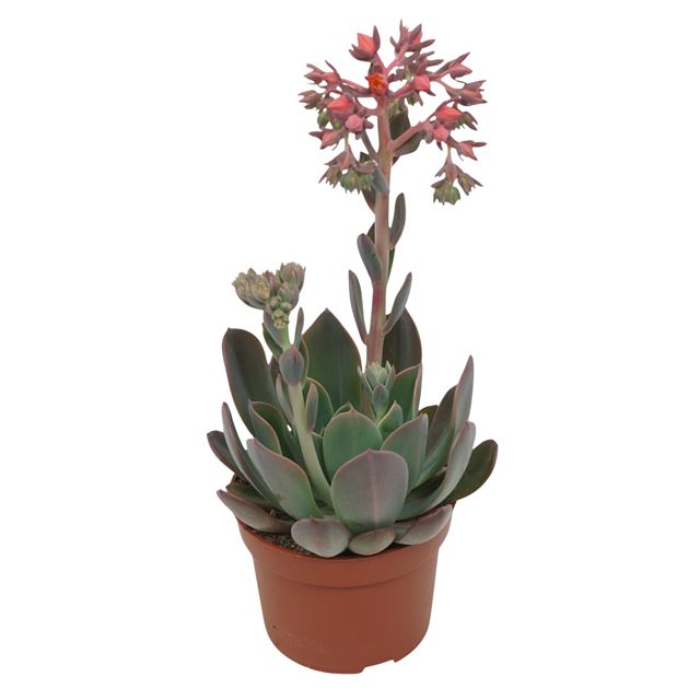 Picture of Echeveria blue prince