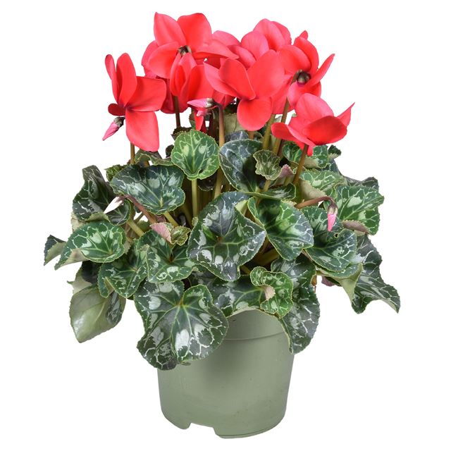 Picture of CYCLAMEN PERSICUM RED XL