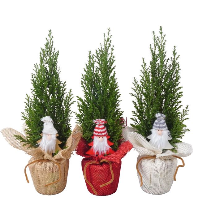 Picture of CHAMAECYPARIS ELWOODI IN HESSIAN