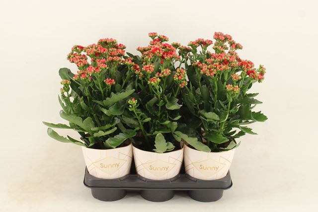 Picture of KALANCHOE PINNATA SUNNY RED POTCOVER