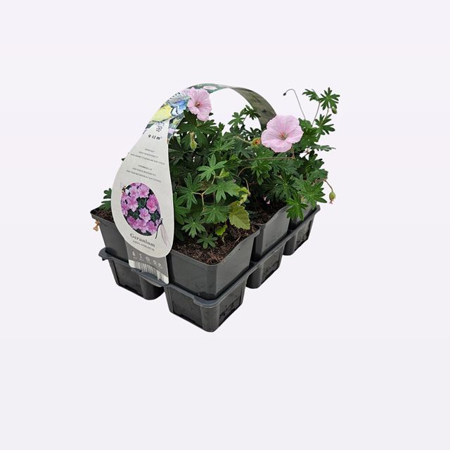 Picture of Geranium sanguineum striatum 06-pack