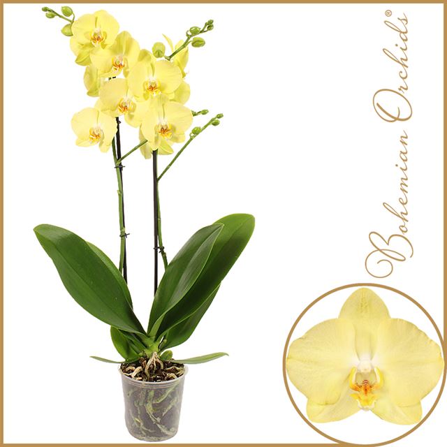 Picture of PHALAENOPSIS 02-STEM FERRERA