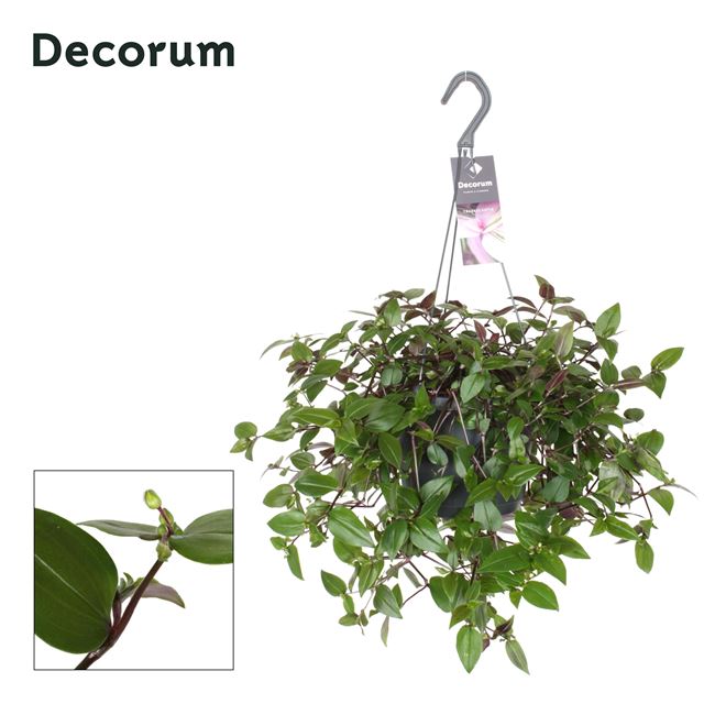 Picture of TRADESCANTIA GREEN HILL IN HANGING BASKET