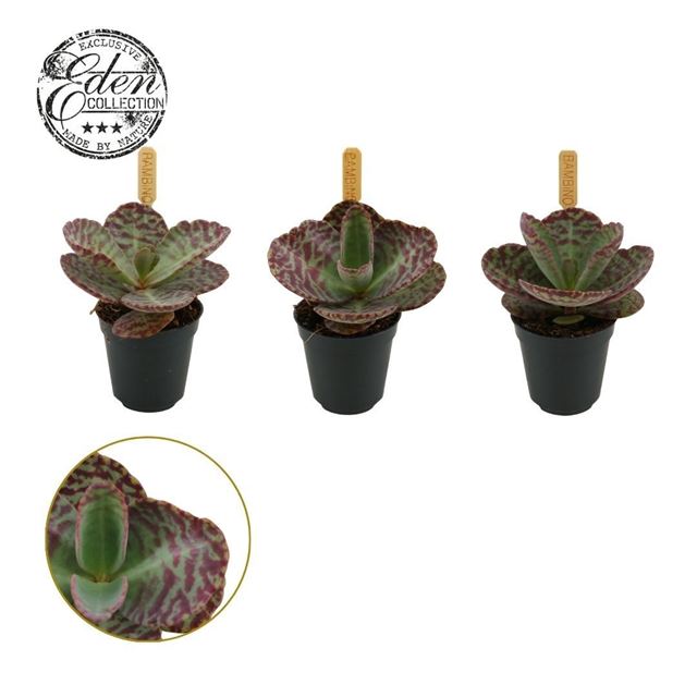 Picture of Kalanchoe humilis
