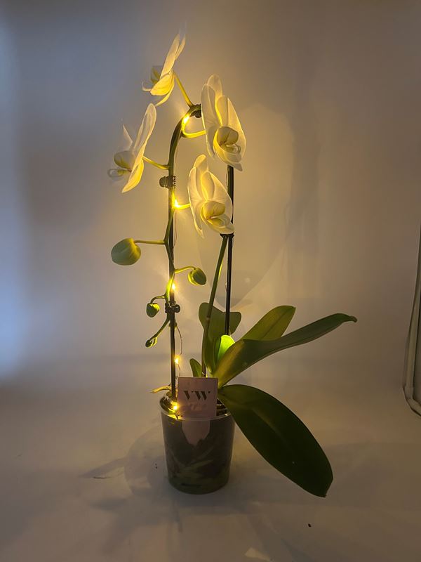 Picture of PHALAENOPSIS 01-STEM WHITE  CASCADE WITH LED