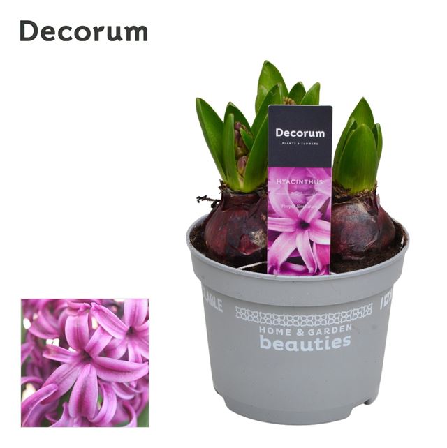 Picture of Hyacinthus 03bulbs purple