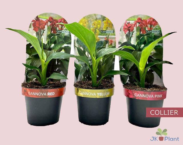 Picture of CANNA GENERALIS CANNOVA MIX