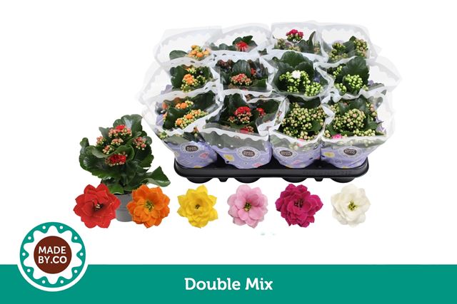 Picture of Kalanchoe double mix