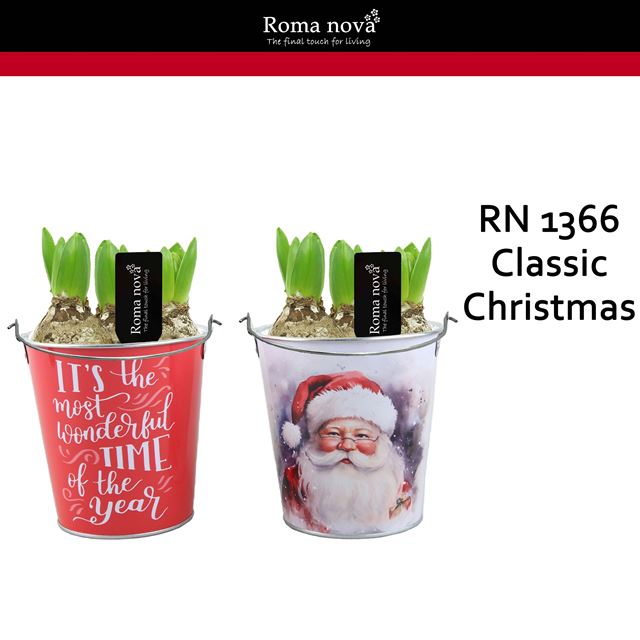 Picture of HYACINTHUS 03BULBS ZINC