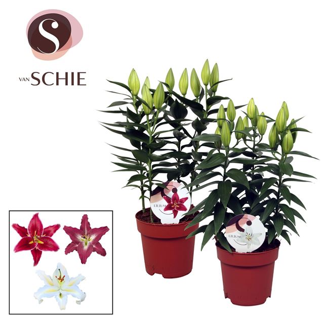 Picture of Lilium oriental 03pp mix
