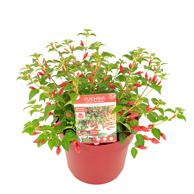 Picture of FUCHSIA CHILLI RED