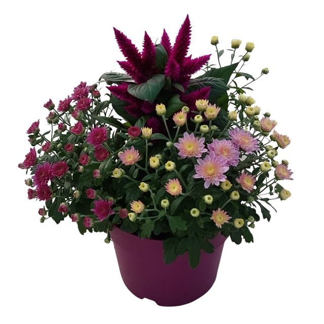 Picture of Arrangement abbracci nova