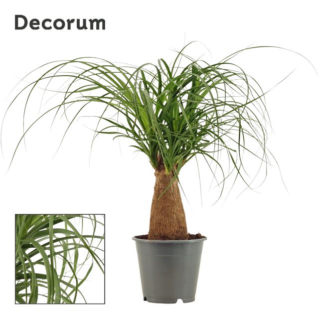 Picture of BEAUCARNEA NOLINA