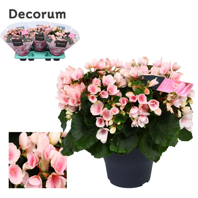 Picture of BEGONIA BETULA BRIGHT PINK