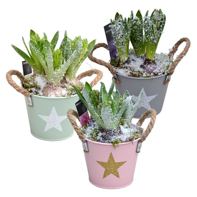 Picture of HYACINTHUS 03BULBS ZINC STAR BUCKET MAXI