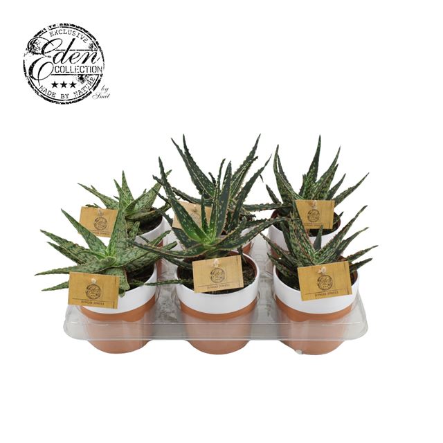 Picture of ALOE VERA IN STONE POT