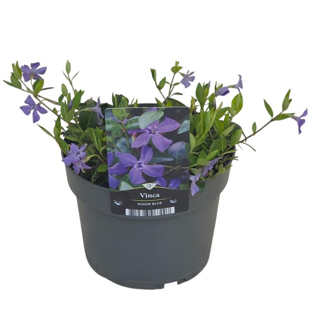 Picture of Vinca minor blue