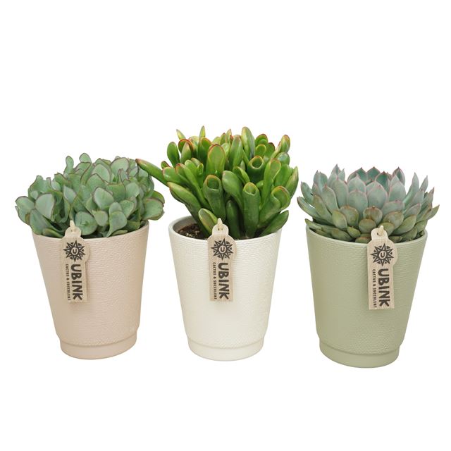 Picture of SUCCULENT MIX IN PASTEL CERAMIC