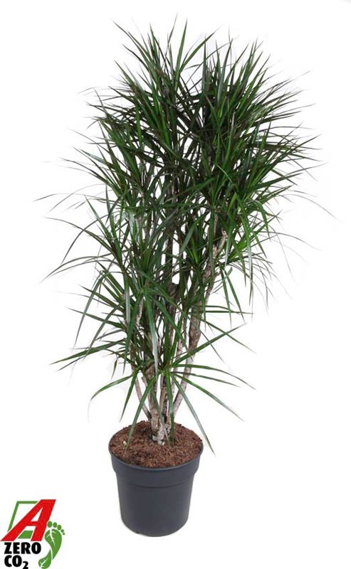 Picture of Dracaena marginata branched