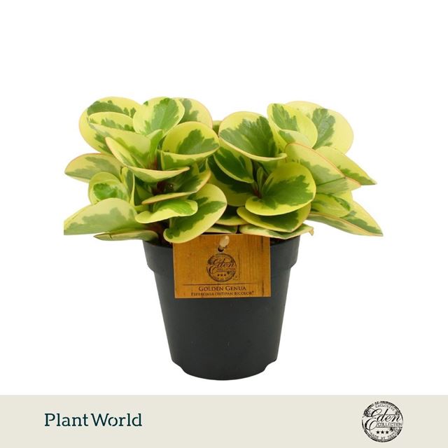 Picture of Peperomia obtipan bicolor