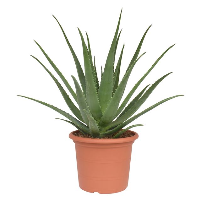 Picture of ALOE MEDIVERA REI DO SOL