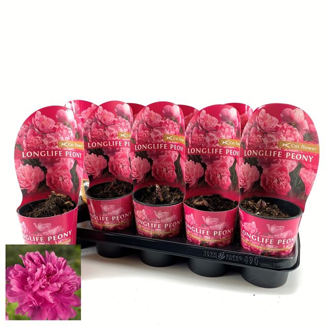 Picture of PAEONIA LONGLIFE PINK POTCOVER