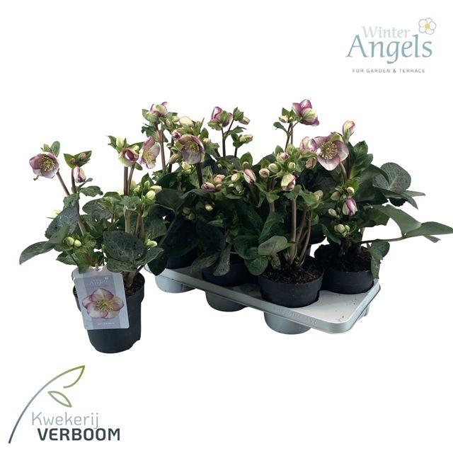 Picture of Helleborus frostkiss glenda's gloss