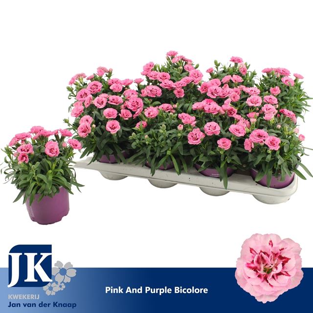 Picture of Dianthus caryophyllus pink purple bicolor