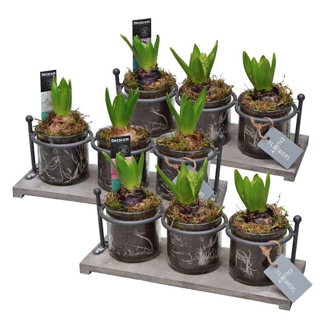Picture of Hyacinthus 03bulbs glass trio
