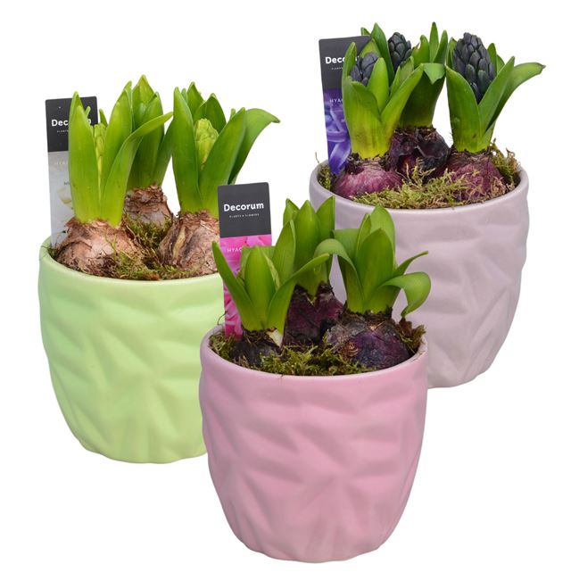 Picture of HYACINTHUS 03BULBS CERAMIC