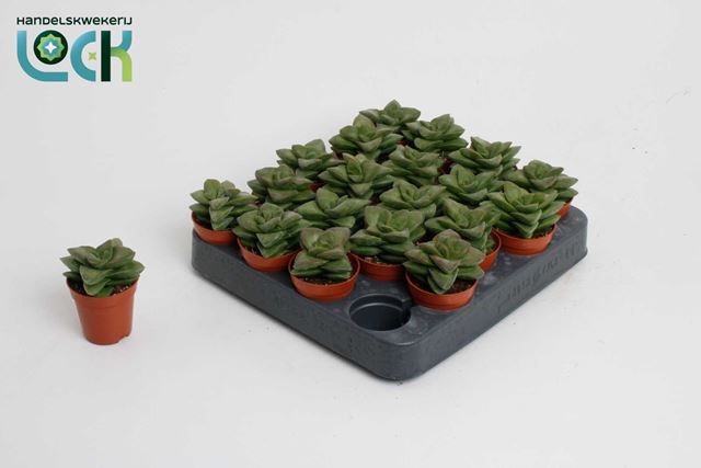 Picture of CRASSULA SPRINGTIME