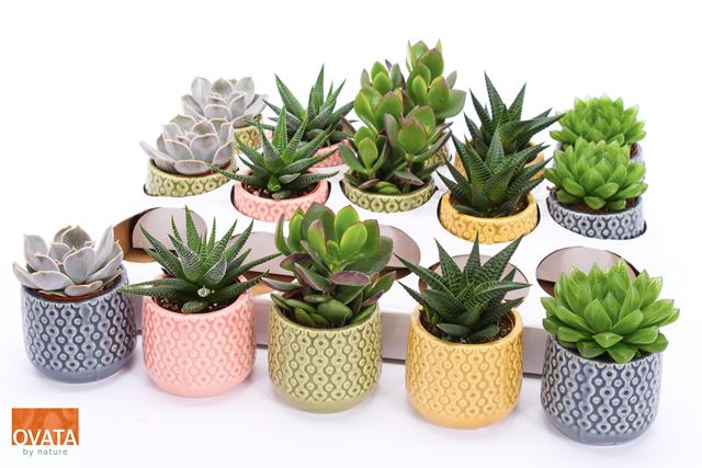 Picture of SUCCULENT MIX IN CERAMIC SAO PAULO