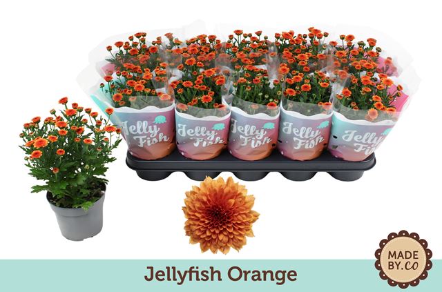 Picture of Chrysanthemum jellyfish orange