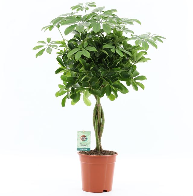 Picture of Schefflera arboricola nora braided stem