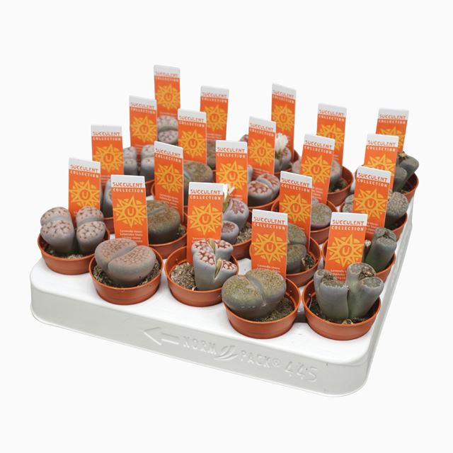 Picture of LITHOPS MIX