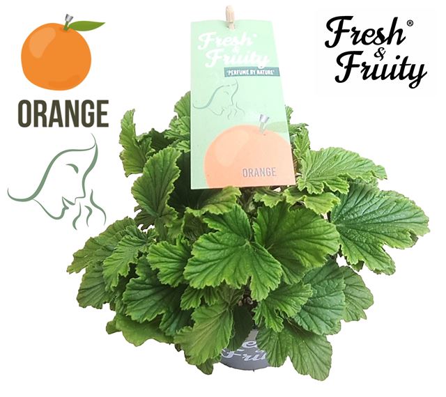 Picture of Pelargonium freshandfruity orange fresch