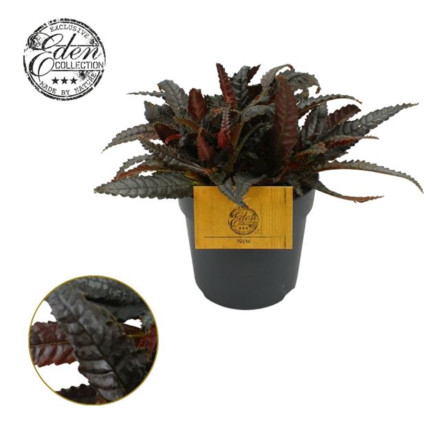 Picture of PILEA HITCHCOCKII